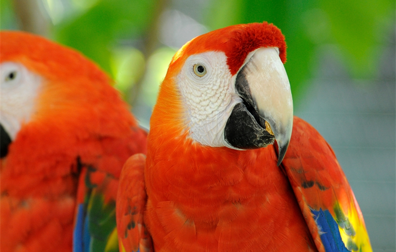 Scarlet Macaw CREDIT: Julie Larsen Maher
